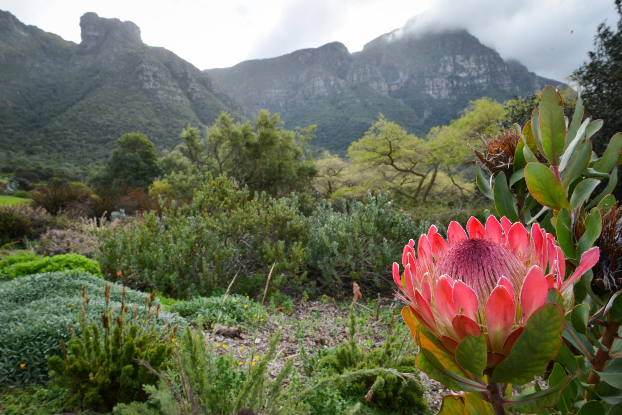 More Quarters Hotel Cape Town Bagian luar foto